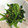 のほほん♫'s cooksnap of when they made ゆず風味のほうれんそうのおひたし.