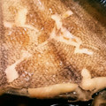 みかみＱ's cooksnap of when they made 簡単☆カレイの煮付け☆.