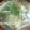 noriemon's cooksnap of when they made あったか鶏の中華スープ.