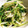 ちづりんも's cooksnap of when they made 激安！シャキ旨！もやしと豆苗のナムル.