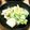 churu's cooksnap of when they made 今が旬!白菜とりんごの簡単サラダ♪.