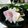 o^o^oayuayu's cooksnap of when they made 寒い日には、ぶり&鯛しゃぶ.