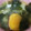 クックZJOCWZ☆'s cooksnap of when they made さつまいもとワカメ✽お味噌汁✽.