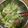 よーはるまー's cooksnap of when they made カニ玉とレタスのふわシャキサラダ.
