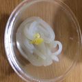 クックNPN3GI☆'s cooksnap of when they made Ken房の本腰☆Theイカ塩辛(肝無し).