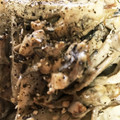 あーりん1173's cooksnap of when they made 舞茸とごぼうのゴママヨサラダ♪.