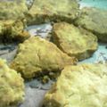 小豆♪'s cooksnap of when they made olive塩クッキー（強力粉）.