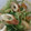 クックZ1GQ4L☆'s cooksnap of when they made ちくわと水菜の和え物.