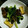 M130018's cooksnap of when they made 牛肉と小松菜のカレーソース炒め.