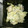クックLJ2W4Q☆'s cooksnap of when they made 箸が止まらない！キャベツとササミの梅マヨ.