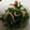 as55's cooksnap of when they made ほうれん草と椎茸のおひたし.
