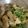 またみぃ's cooksnap of when they made 簡単！副菜◎豆苗と油揚げと梅風味のお浸し.