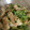 またみぃ's cooksnap of when they made 簡単！副菜◎豆苗と油揚げと梅風味のお浸し.