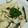 あゆたっくん's cooksnap of when they made 白身魚のムニエル バジルソースかけ.