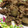 tayuko310's cooksnap of when they made 節約コボウでかさまし♪豚のしょうが焼き.
