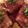 happykote's cooksnap of when they made 男のロマンだ！これがほんとの肉豆腐だ！.