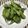 キンキキ's cooksnap of when they made ◎　枝豆に昆布茶粉をかける！！　◎　　.