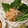 raincrolla's cooksnap of when they made 牡蠣マヨ（牡蠣のマヨネーズ炒め）.