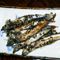 Ueda_ke's cooksnap of when they made ししゃものゴマ衣焼き.