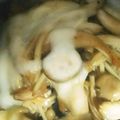 クックBX84Z9☆'s cooksnap of when they made きのこと豚ロースのチーズ味噌ホイル焼き.