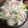 クック9P6O5D☆'s cooksnap of when they made 簡単ポテトサラダ★カニカマとキャベツ入り.