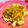 ryu☆ryu's cooksnap of when they made ご飯が進む！ぶりのオニオンソースがけ♪.