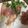 べっちぃ〜's cooksnap of when they made 生ハムのクリームチーズ巻き.