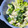 なむい's cooksnap of when they made ササミとブロッコリーのゆかり和え.