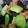 クック105KEH☆'s cooksnap of when they made アボガト海苔サラダ.