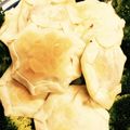 花琉希's cooksnap of when they made 簡単！餃子の皮でミートパイ風.