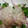 ktyr3's cooksnap of when they made 簡単　ひらめの中華風.
