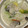 blueseal's cooksnap of when they made 牛乳消費!!牡蠣と白菜のクリーム煮☆.