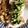 kotte318's cooksnap of when they made 鶏むね肉の野菜タルタル.