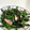 むぎまる隊長's cooksnap of when they made ほうれん草とベーコンのバター炒め♪.