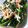 あゆまま★'s cooksnap of when they made 超簡単♡ほうれん草としらすのおひたし♡.