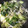 ちゃぎー's cooksnap of when they made 青梗菜ともやしの中華炒め.