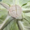 よしリンゴＣＰ's cooksnap of when they made ◆キャベツの保存方法＆使い方◇.