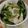 みつばちちゃげ's cooksnap of when they made 簡単♪丸ごとかぶのサラダ.