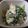 ポメちょん's cooksnap of when they made ほうれん草の白和え.