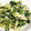 卵せんべい's cooksnap of when they made 青菜の玉子とじ.