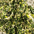 クック98P5A3☆'s cooksnap of when they made 人参の葉としらす干しのしっとりふりかけ♪.
