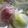 クック105KEH☆'s cooksnap of when they made 楽ワザ◎リンゴまるごと保存の方法.