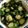 クックY7RAB7☆'s cooksnap of when they made 塩コンブ　de　病みつききゅうり.