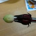 クック1Q2OM7☆'s cooksnap of when they made ローゼル　生姜甘酢漬け.