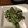 ぶはろ's cooksnap of when they made 小松菜とツナのマヨかぼすサラダ風.