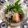 ぽぽきゅ's cooksnap of when they made 豪華に見える酢の物.