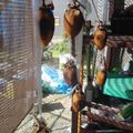 ひむとも's cooksnap of when they made 西条の渋柿で作る干し柿.
