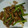 まな姫's cooksnap of when they made かぶの葉と豚肉のオイスターバター炒め.