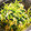 komomoten's cooksnap of when they made 簡単1分！豆苗のニンニク香味ペースト炒め.
