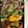 伏見まりん's cooksnap of when they made ＊簡単 時短キャベツのさっぱり和えもの＊.